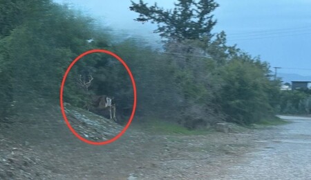 Aydınköy-Gaziveren’de kaçak geyik tespit edildi: Taşkent Doğa Parkı'ndan "kesinlikle yaklaşmayın" uyarısı