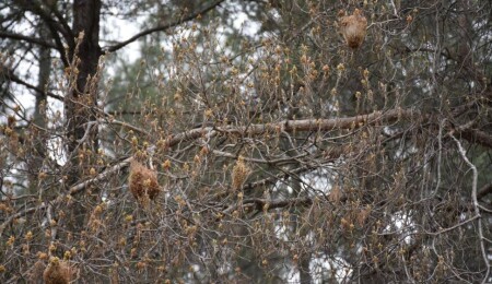 20% of Forested Areas Threatened by Caterpillar Infestation says Tel