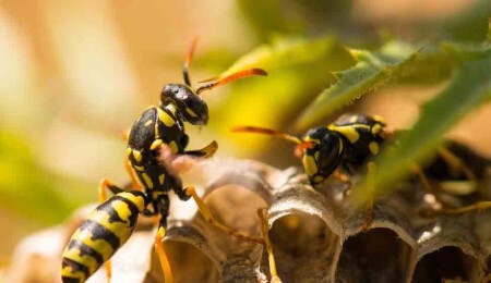 Bilim insanları uyardı: Savaş ve mikroplastikler arıları tehdit ediyor