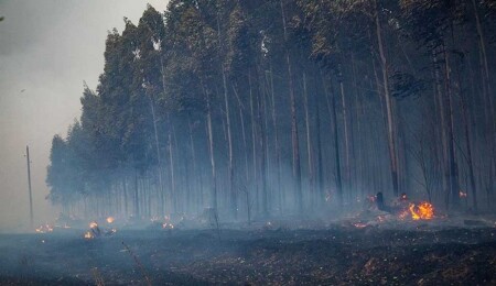 Arjantin'in orta kesiminde etkili olan orman yangını yerleşim alanlarına sıçradı