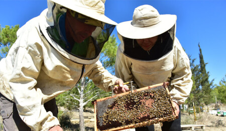 KKTC’de yılda 200 ton civarında bal üretiliyor