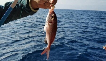 Karadenizli balıkçıların ağları palamutla doldu