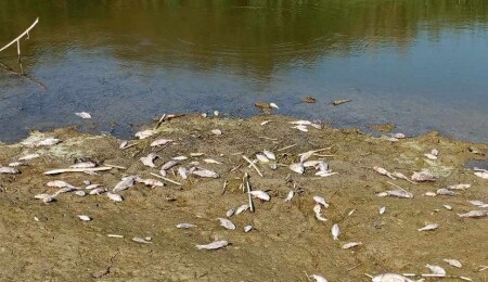 Aydın'da kuraklık binlerce balığı telef etti