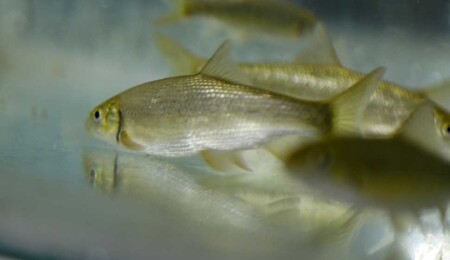 Antalya’da nesli tehlike altındaki üç balık türü üretildi