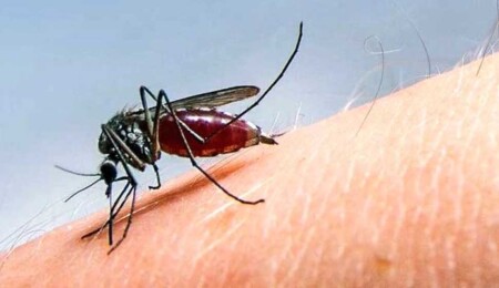 First West Nile Virus Case Found in Cyprus