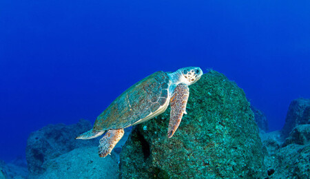 6 milyon yıllık kaplumbağa fosilinde DNA keşfedildi