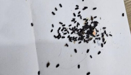 İskele ve Mağusa bölgesinde görülen böcek türünün ne olduğu bilinmiyor!