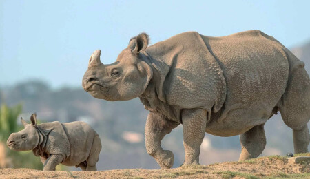 Habitat yıkımı ve kaçak avcılık, cava gergedanlarının geleceğini tehdit ediyor