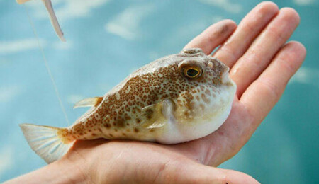 Doğu Akdeniz’de görülen balon balıklarının insan sağlığına verdiği zararın boyutları ortaya çıktı