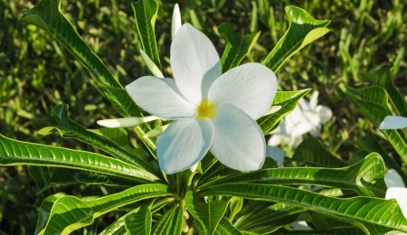 Çiçekli bitkilerin yüzde 45'i yok olma tehlikesinde