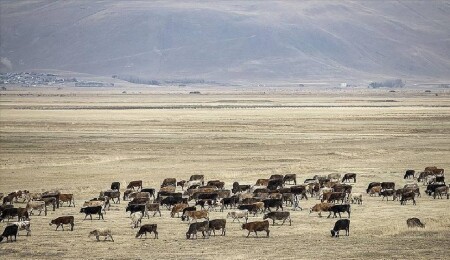 Türkiye, büyükbaş ve küçükbaş hayvan sayılarında AB ülkelerini geride bıraktı