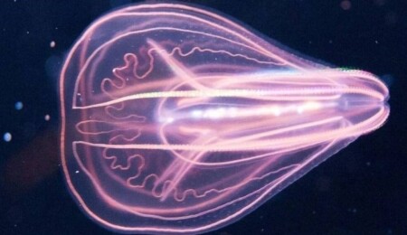 Gençleşebilen yeni bir canlı keşfedildi