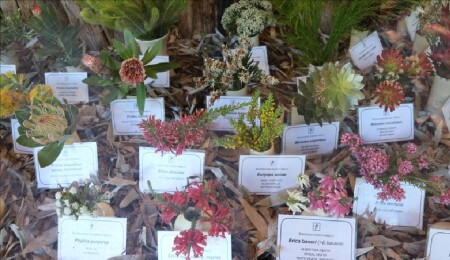 Dünyanın en zengin bitki çeşitliliğine sahip bölgelerinden biri: Cape Flora Krallığı