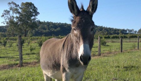 Ziyamet Bağlar Mevkiinde sürücülere “yabani eşek” uyarısı