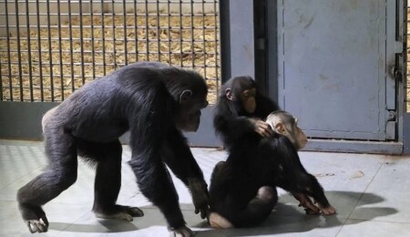 Şempanze Can yeni doğan kardeşi sayesinde annesiyle buluştu