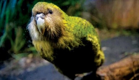 Bin yıl önceki papağan ticareti arkeologları şaşkına çevirdi