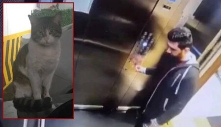 Kedi Eros’u öldüren İbrahim Keloğlan’a verilen cezaya itiraz: “Kamusal vicdana uygun değil”