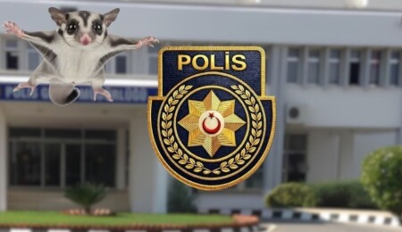 Lapta’da yasaklı egzotik türden 6 Şeker Planörü bulundu: 1 kişi tutuklandı
