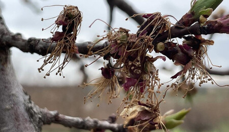 Depremler kayısı üreticilerinin 'monilya hastalığına' karşı mücadelesini aksattı