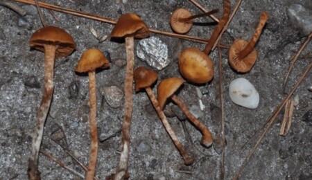 Keşfedilen ölümcül mantarın Türkiye’deki ilk kaydı Aydın’da yapıldı