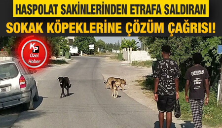 Lefkoşa Hayvan Barınağı’nda sokağa terk edilen köpeklere yer yok!