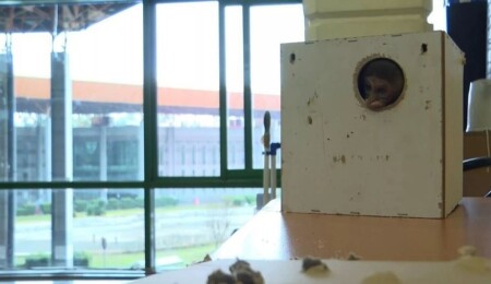 Ankara'dan Antalya'ya gönderilen koliden 'maymun' çıktı