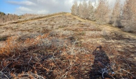 Hasan Sarpten: Orman Dairesi eliyle binlerce ağaç kurudu ve kesiliyor