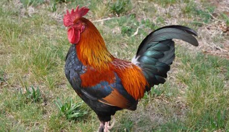 Man Fined ₺173,876 for Forcing Rooster to Smoke and Drink Rakı