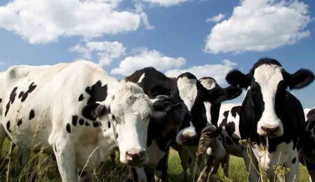 Veteriner Dairesi: Şap hastalığı ile mücadele kapsamında 6 günde 35 bin 702 hayvan aşılandı