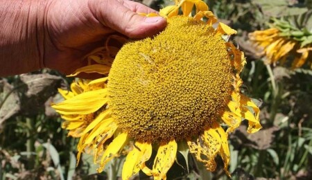 Trakya'da ayçiçeği tarlalarında 'çayır tırtılı' istilası