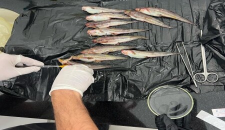 Zehirli çizgili yılan kedi balığı uyarısı!