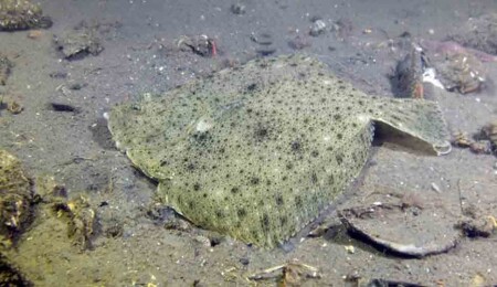 İzmit Körfezi'nde popülasyonu artan kalkan balıkları ve hayalet ağlar görüntülendi