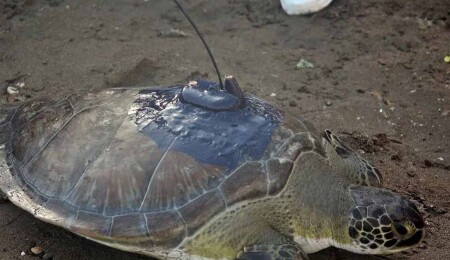 Mersin'den denize salınan deniz kaplumbağaları Gazze Şeridi'ne gitti