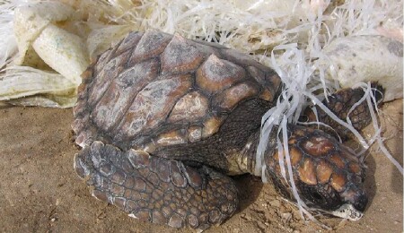 Tabipleri Birliği: Temiz bir çevre ve sağlıklı bir gelecek için çalışmalıyız
