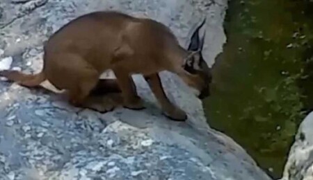 Nesli tehlike altındaki karakulak su içerken görüntülendi