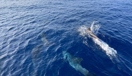 Yunusların ortak bir dil kullandığını gösteren yeni kanıtlar bulundu