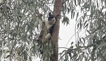 Altın Patiler Derneği'nden ağaçta mahsur kalan kediyi kurtaran itfaiyeye teşekkür
