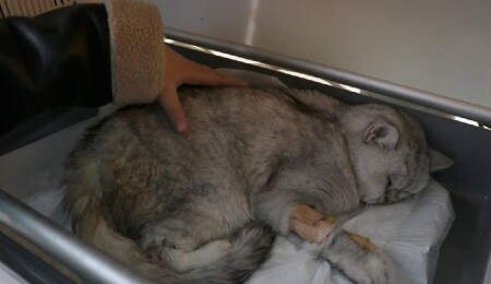 Enkaz altında kalan kediye depremden 49 gün sonra ulaşıldı