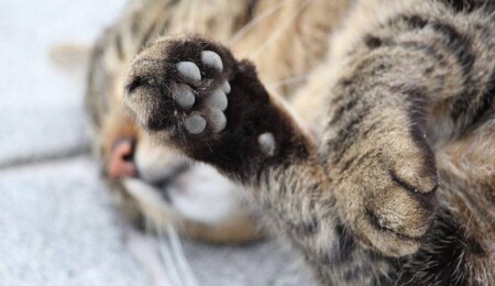 Dipkarpaz’da hava tüfeğiyle bir kediyi alnından yaralayan kişi tutuklandı!