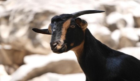 Rum Tarım Bakanlığı'nın yangınlara karşı savaşta 'GPS tasmalı keçi' programı başlatıldı!