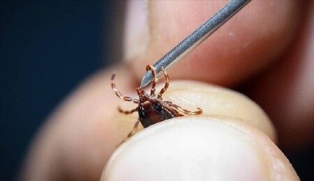 Kırım Kongo Kanamalı Ateşi'ne yol açan kene hakkında doğru bilinen yanlışlar