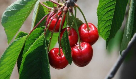 Prof. Dr. Canan Karatay yazın tüketilmemesi gereken meyveyi açıkladı