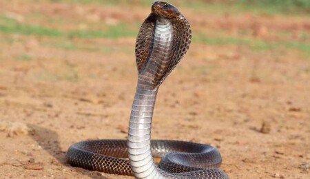 İsveç’te 6 gündür kayıp, tehlikeli yılan hala bulunamadı