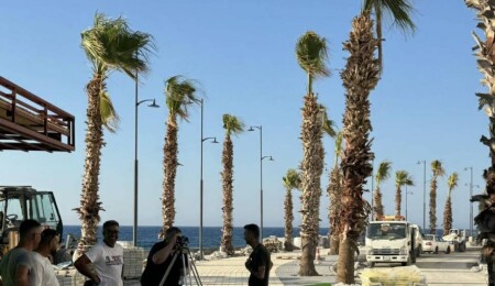 Girne Kordonboyu’nda çalışmalar sürüyor: Palmiye sayısı 5 kat artırıldı