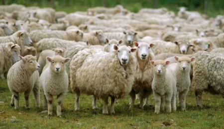 Kasaplara bir yaşını geçmemiş küçükbaş hayvan başına 800 TL'lik destek