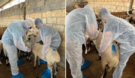 5,710 small ruminants vaccinated against sheep and goat pox in Gazimağusa