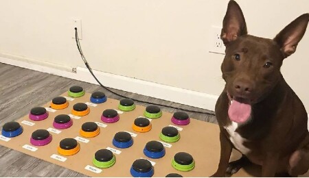 Köpekler gerçekten de düğmelere basarak konuşabiliyor mu?