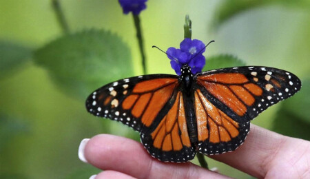 Kral kelebeğinin görüntüsü büyük ilgi çekiyor