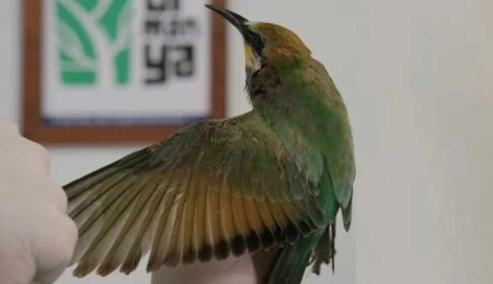 Tüfekle vurulan arı kuşu tedavi altına alındı