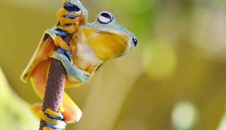 Ekvador'da 6 yeni kurbağa türü keşfedildi